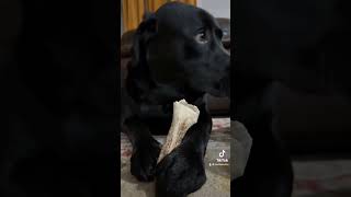 Bone lovers labrador funny music doglover papersupplies pets [upl. by Myrah]