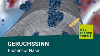 Geruchssinn  Biosensor Nase [upl. by Myk]