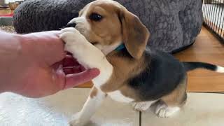 Cute beagle Puppy Barking amp Howling [upl. by Llenyt]