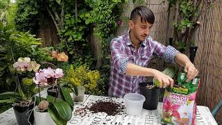 Schimbarea ghiveciului la orhidee Repotting orchid Phalaenopsis [upl. by Trudnak]