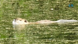 Seltener Nutria in Ratzeburg gesichtet [upl. by Dyl]