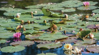 Giverny France Where Monets Paintings Come Alive [upl. by Sibyl676]