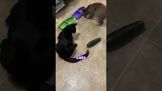 Why are cats SCARED of cucumbers 😨 [upl. by Halyhs]