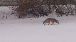 Coyote Chasing  Woodridge IL [upl. by Tasia18]