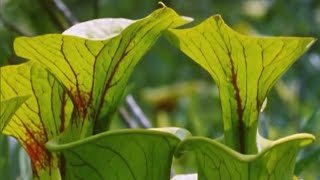 Exploring the Venus Flytrap with Attenborough  BBC Earth [upl. by Ainaled181]