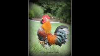 Brutus my Mille Fleur Serama roolet RIP Little Guy [upl. by Maurili]