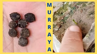 How to Grow Murraya Paniculata From Seeds  Marwa plant grow seeds at home  plants documentary [upl. by Elma]