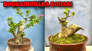 Bougainville Bonsai  Bonsai Tree  Sani Bonsai Zone bonsai garden [upl. by Matthei]