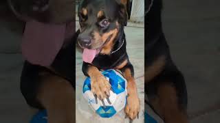 Rottweiler In a Angry Mood 💯 Football lover⚽rottweiler dogpets Please Like amp Subscribe 👍 [upl. by Ainot]