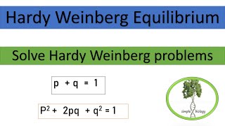 Hardy Weinberg Equilibrium how to use Hardy Weinberg Equation to calculate allele frequency [upl. by Jerad]