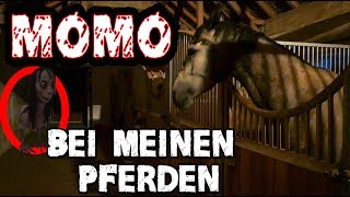 MOMO bei meinen Pferden [upl. by Racso]