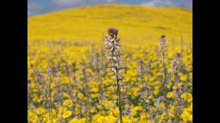 Caulanthus anceps Lemmons mustard [upl. by Atnim]