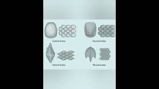 Scales in Fishes🐠 lifescience zoology bsc msc [upl. by Miles]