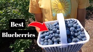 Blueberry Festival at Johnsons Farm Produce [upl. by Fahey]