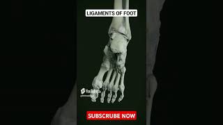 Ligaments of Foot anatomy foot [upl. by Dove355]