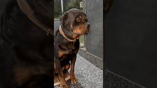 Rottweiler Bubzee Ne Final Lady Ollie Ke Sath Wo Galat Kaam Kar Liya shorts dogs rottweiler [upl. by Yerocal]