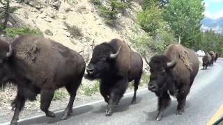 Bison stampede  Yellowstone National Park August 27 2013 [upl. by Nareik349]