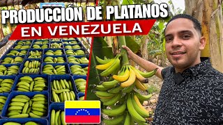 EL “ORO VERDE” de Venezuela 🇻🇪  Así se Producen los MEJORES PLÁTANOS del MUNDO El Chivo🇻🇪 [upl. by Hsu345]