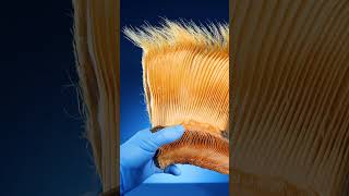 How Does Whale Baleen Work [upl. by Kezer]