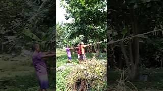 Lumberjacks of the Philippines viralvideo fyp lumberjacks timber [upl. by Darreg489]