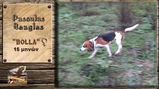 PASOULAS BEAGLE quotquotBOLLA σε εκπαιδευτικό Λαγού [upl. by Zertnom4]