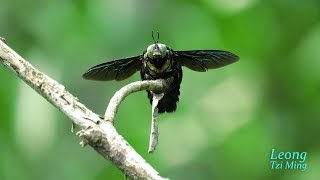 Xylocopa latipes male 20Oct2017a [upl. by Alet]