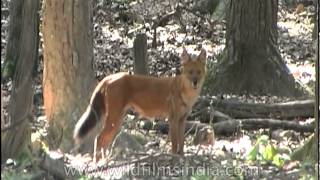 The Dhole  endangered wild dog of Indian forests [upl. by Adara47]