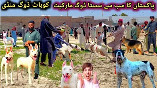 Cheapest Dogs 🐕 Market in pakistan Kohat  Kohat Dogs Market  Biggest Dog Market [upl. by Rehpotsirhc]