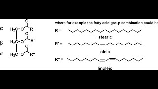 Chemical structures of Examples of Triacylglycerol Triolein Tristearin Trilinolein [upl. by Oilerua]