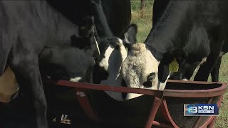 Rising beef prices affect local ranchers [upl. by Drofyar]