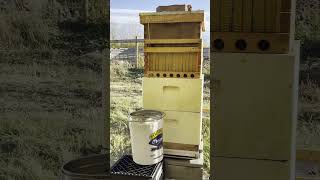 Flow Hive Honey Harvest [upl. by Thaddaus]