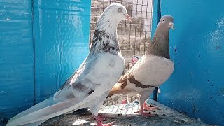 Super QUALITY 4 JODY Available CNT 9646754608 ShivamNaharPigeonFarm India All Over Delivery [upl. by Nivlam]