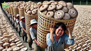 How The Japanese Harvest Billions of Giant Shiitake Mushrooms In The Forest [upl. by Rehc492]