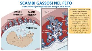 SCAMBI GASSOSI NEL FETO [upl. by Yelsnya]