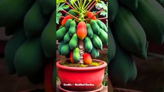 Growing papaya tree 🌿 shortsfeed fruitgarden [upl. by Jonette]