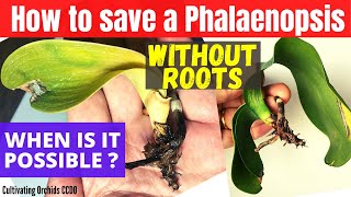 How to save a Phalaenopsis orchid WITHOUT ROOTS [upl. by Hefter]