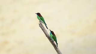 The Blue Throated Bee Eater  WILDLIFE SINGAPORE BIRDING  4K [upl. by Bonnie]