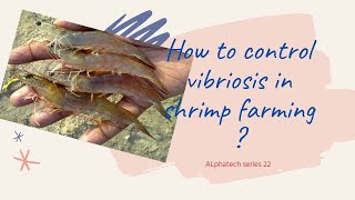 How to control vibriosis in shrimp farming  Telugu [upl. by Chimene973]