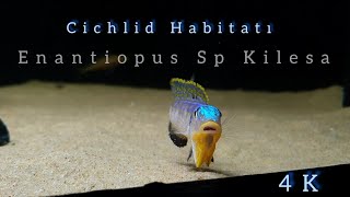 Enantiopus SpKilesa 4 K2160 P [upl. by Nagaet509]