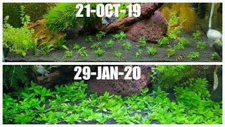 BEAUTIFUL PLANT TRANSFORMATION  STAUROGYNE REPENS DAY 1 to MONTH 3  AQUASCAPE [upl. by Dric]