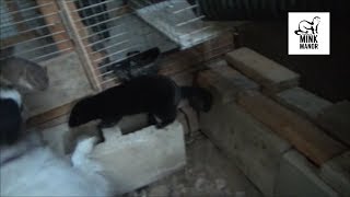 Dog Catches a Rat in Midair  Mink and Dog Tag Team a Woodpile Rat [upl. by Essile]