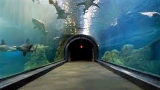 CAMDEN ADVENTURE AQUARIUM EXPERIENCE  NJ New Jersey Travel Tour Guide Zoo Shark Sharks [upl. by Anael]