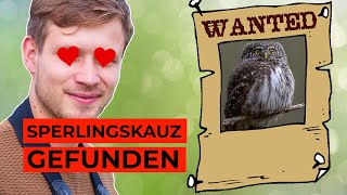 Du willst Eulen finden So gehts [upl. by Ianteen]