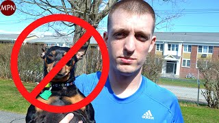 5 REAL Reasons not to get a Miniature Pinscher [upl. by Andriette568]