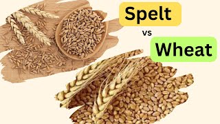 Spelt vs Wheat [upl. by Riki]