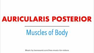 5 Auricularis Posterior  Human Muscles  Anatomy medicine neet [upl. by Sellma]