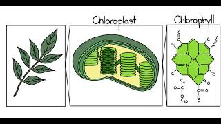 Photosynthese Zellbiologie Vorlesung 7  english subtitles [upl. by Sharity683]