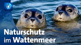 Wattenmeer 50 Jahre Naturschutzgebiete [upl. by Taka]