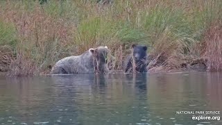 128 Grazer and Her Cub Fish in the Lower River  September 5 2024 exploreorg [upl. by Germann495]