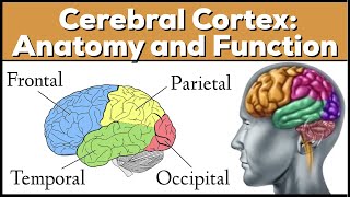 Lobes of the Brain Cerebrum Anatomy and Function Cerebral Cortex [upl. by Polinski]